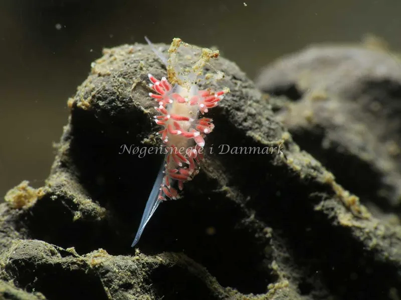 Coryphella verrucosa - Ammoniakhavnen - Foto: HP Ølgaard