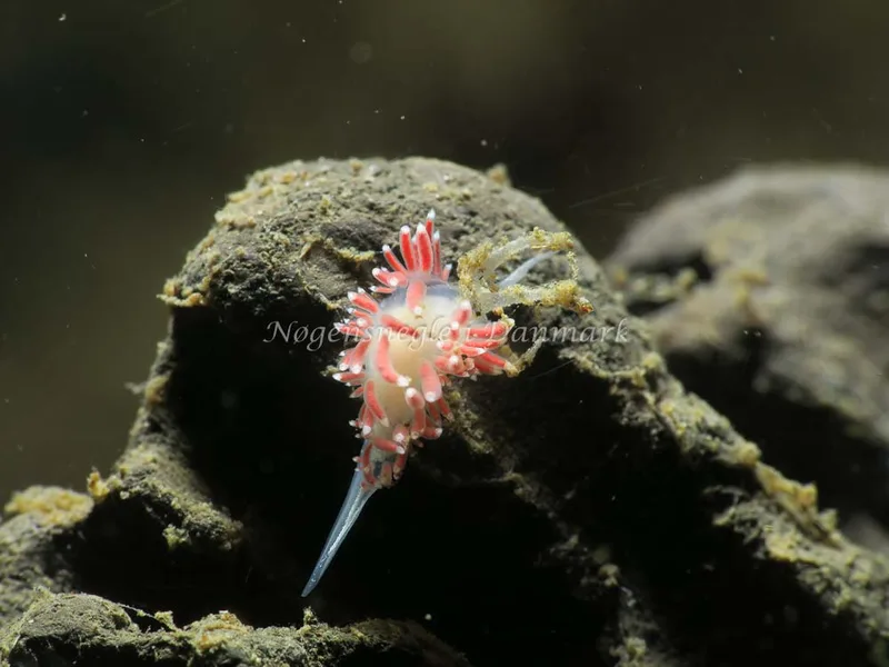 Coryphella verrucosa - Ammoniakhavnen - Foto: HP Ølgaard