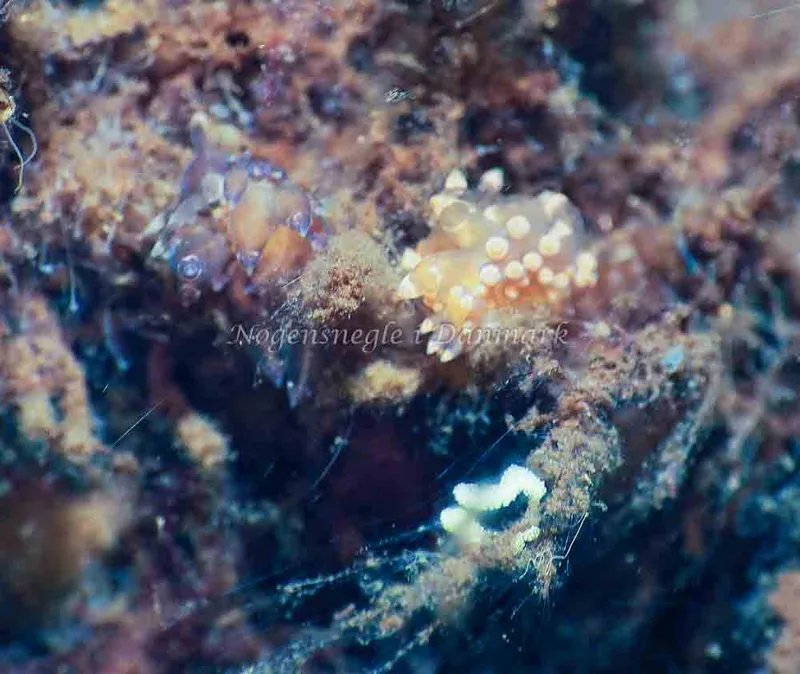 Amphorina viriola - Kollund Lillestrand - Foto: Jens Egon Jørgensen