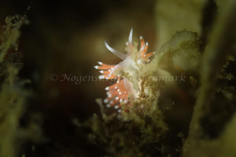 Coryphella verrucosa - Ammoniakhavnen - Foto: Kim Sørensen