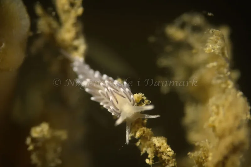 Cuthonella concinna - Ammoniakhavnen - Foto: Kim Sørensen