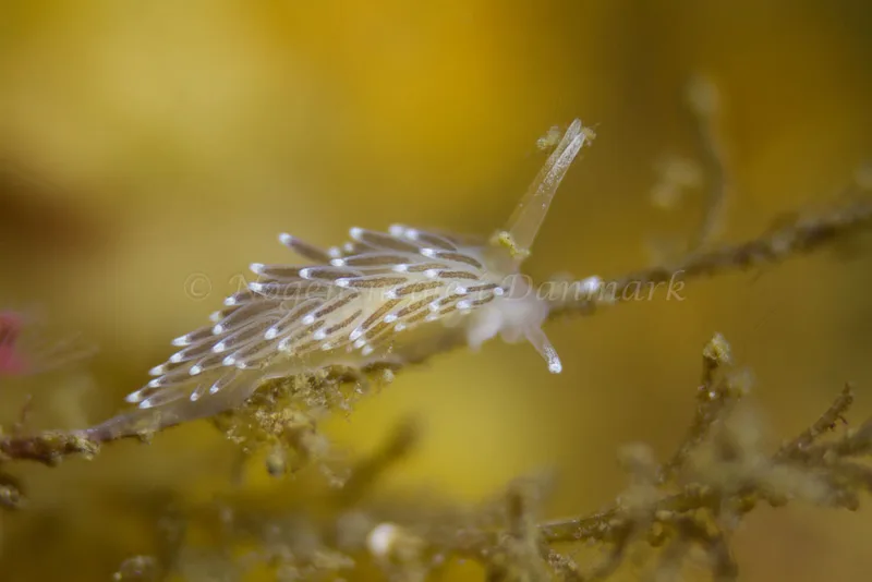 Cuthonella concinna - Ammoniakhavnen - Foto: Kim Sørensen