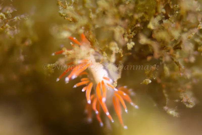 Coryphella gracilis - Ammoniakhavnen - Foto: Kim Sørensen
