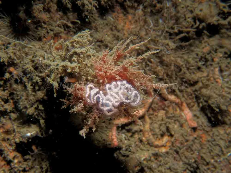 Dendronotus europaeus - Robert S/S (Vrag) - Foto: Kenneth Krull