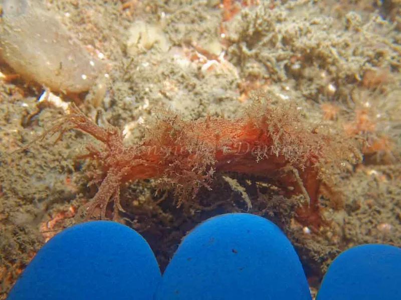 Dendronotus europaeus - Robert S/S (Vrag) - Foto: Kenneth Krull