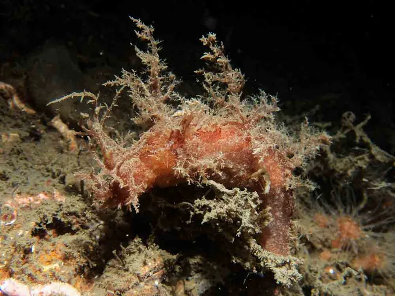 Dendronotus europaeus - Robert S/S (Vrag) - Foto: Kenneth Krull