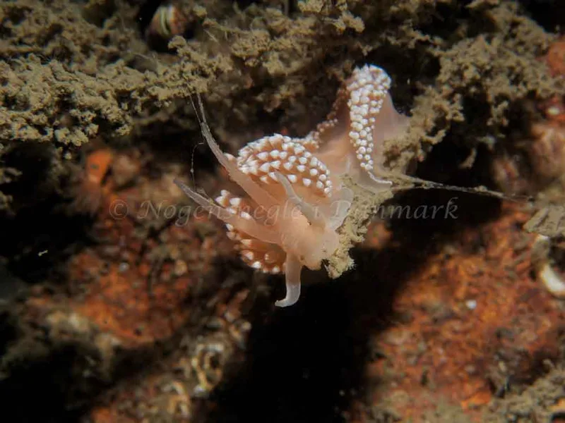 Coryphella verrucosa - Robert S/S (Vrag) - Foto: Kenneth Krull