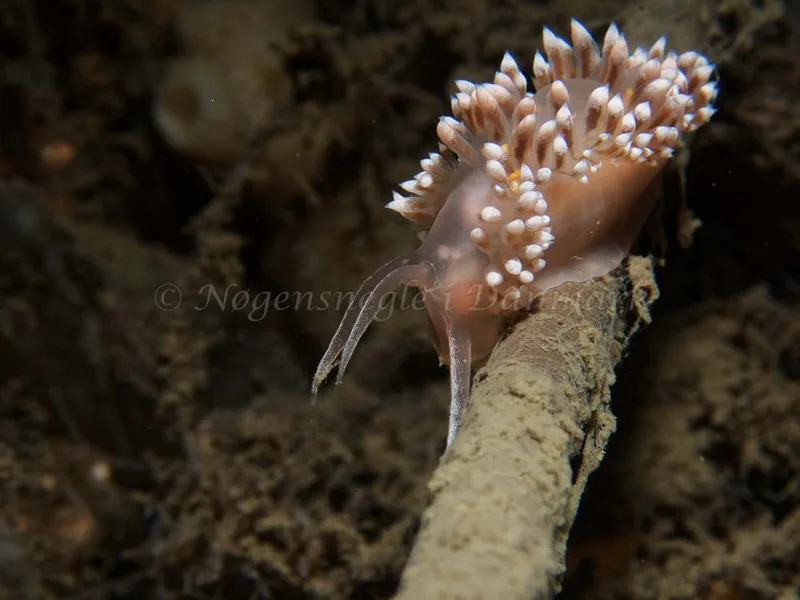 Coryphella verrucosa - Robert S/S (Vrag) - Foto: Kenneth Krull
