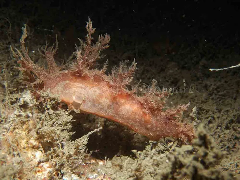 Dendronotus europaeus - Robert S/S (Vrag) - Foto: Kenneth Krull