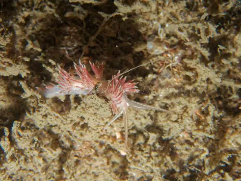 Coryphella chriskaugei - Robert S/S (Vrag) - Foto: Kenneth Krull