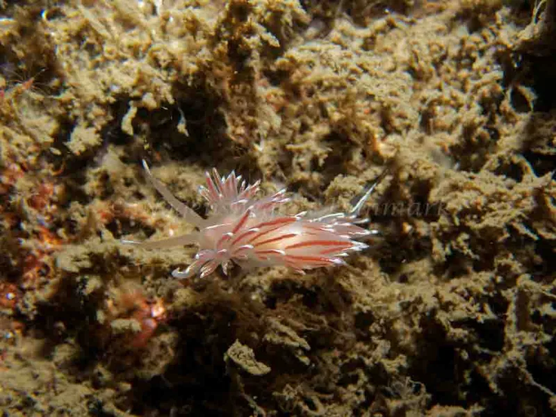 Coryphella lineata - Robert S/S (Vrag) - Foto: Kenneth Krull