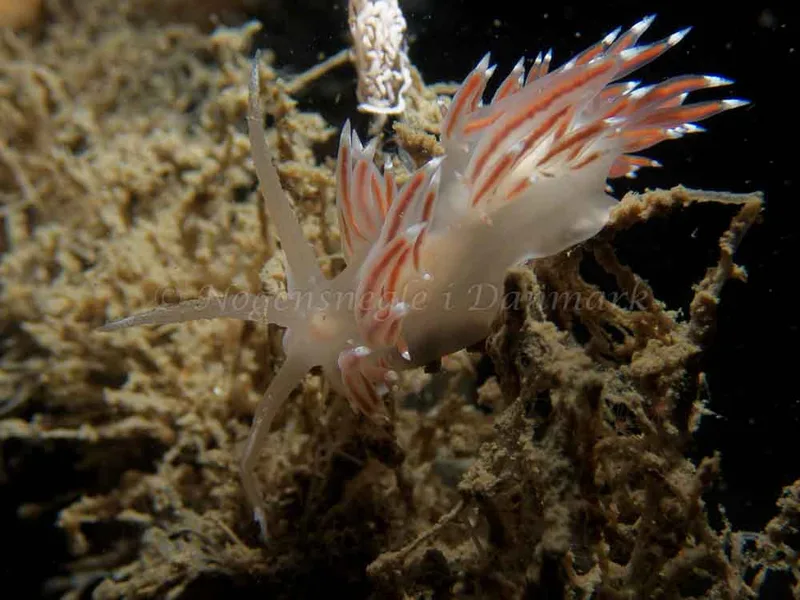 Coryphella verrucosa - Robert S/S (Vrag) - Foto: Kenneth Krull