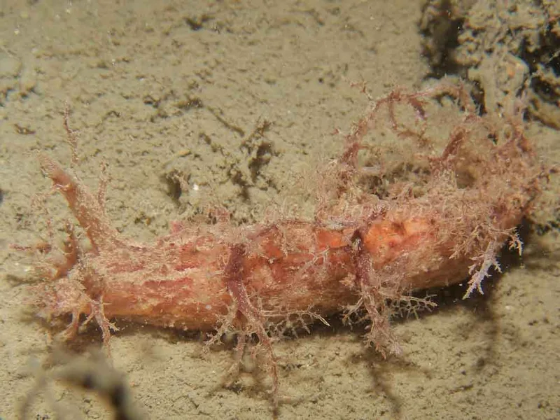Dendronotus europaeus - Robert S/S (Vrag) - Foto: Kenneth Krull