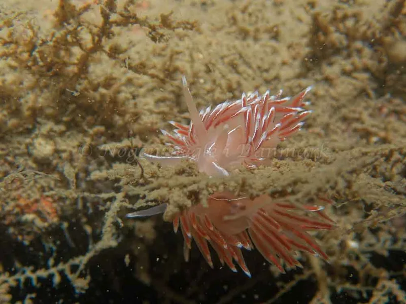 Coryphella lineata - Robert S/S (Vrag) - Foto: Kenneth Krull