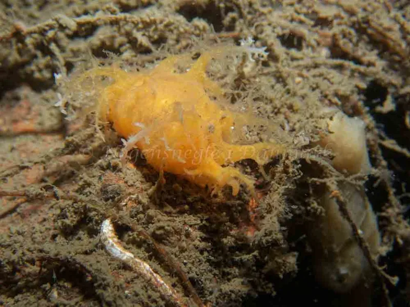 Dendronotus europaeus - Robert S/S (Vrag) - Foto: Kenneth Krull