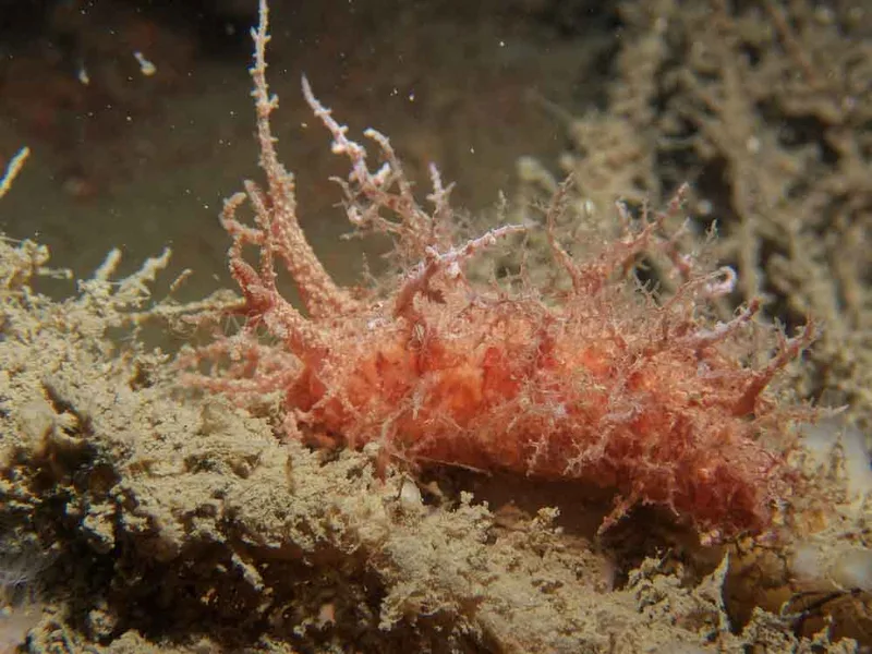 Dendronotus europaeus - Robert S/S (Vrag) - Foto: Kenneth Krull