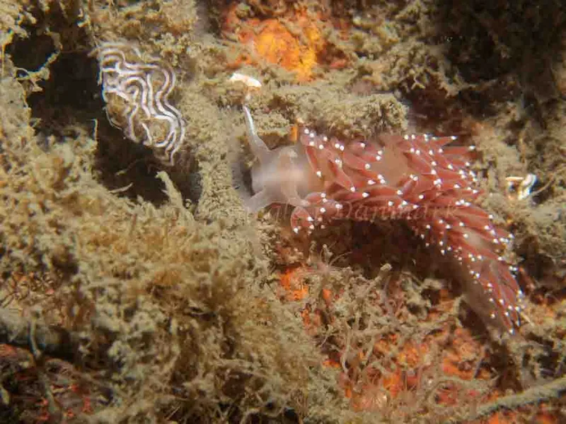 Coryphella verrucosa - Robert S/S (Vrag) - Foto: Kenneth Krull