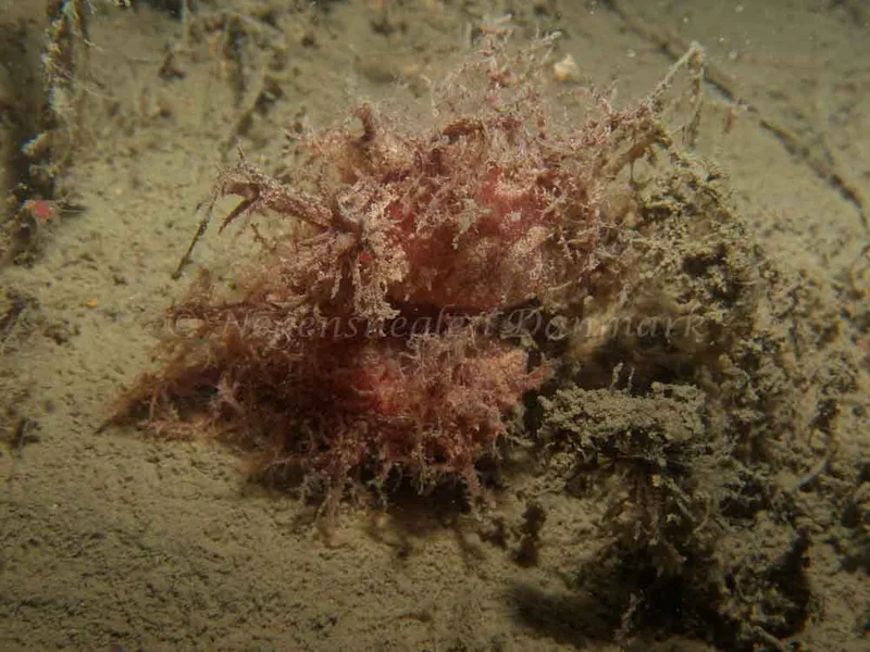 Dendronotus europaeus - Robert S/S (Vrag) - Foto: Kenneth Krull