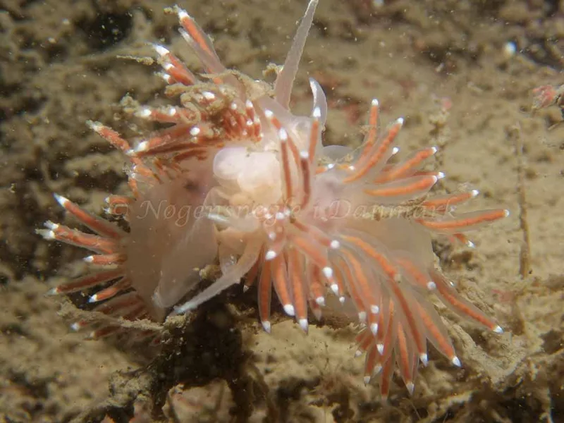 Coryphella verrucosa - Robert S/S (Vrag) - Foto: Kenneth Krull