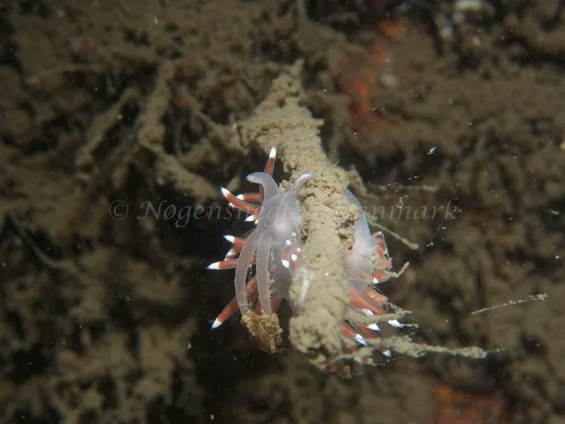 Coryphella verrucosa - Robert S/S (Vrag) - Foto: Kenneth Krull