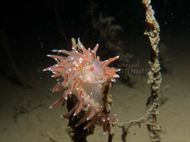 Coryphella verrucosa - Robert S/S (Vrag) - Foto: Kenneth Krull