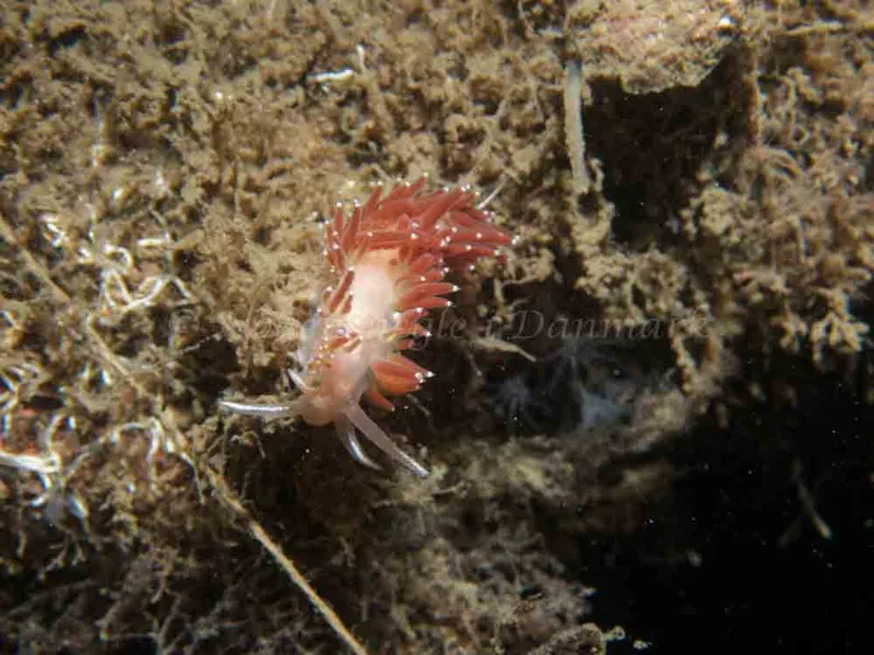 Coryphella verrucosa - Robert S/S (Vrag) - Foto: Kenneth Krull