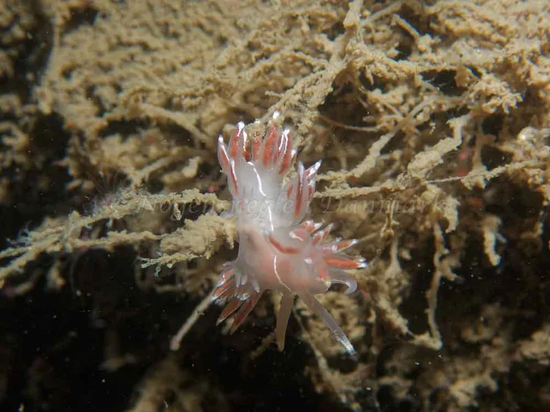 Coryphella lineata - Robert S/S (Vrag) - Foto: Kenneth Krull
