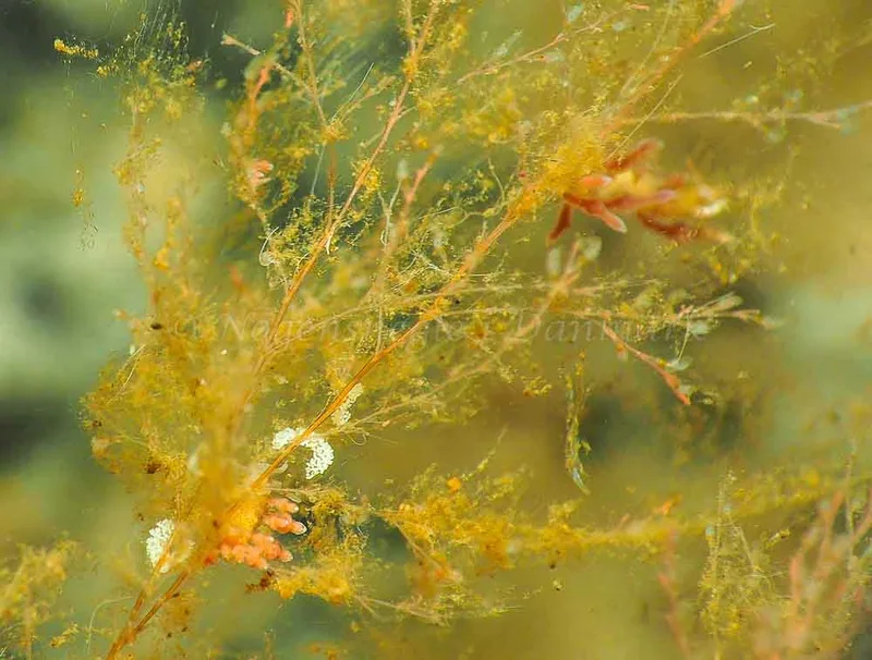 Eubranchus rupium - Kollund Mole - Foto: Jens Egon Jørgensen