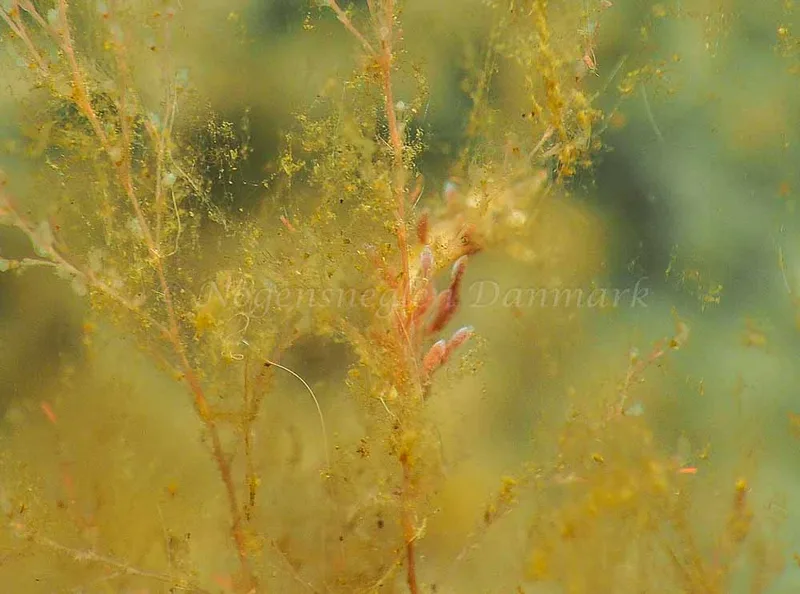 Eubranchus rupium - Kollund Mole - Foto: Jens Egon Jørgensen