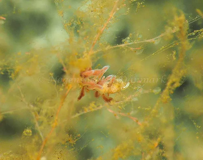 Eubranchus rupium - Kollund Mole - Foto: Jens Egon Jørgensen