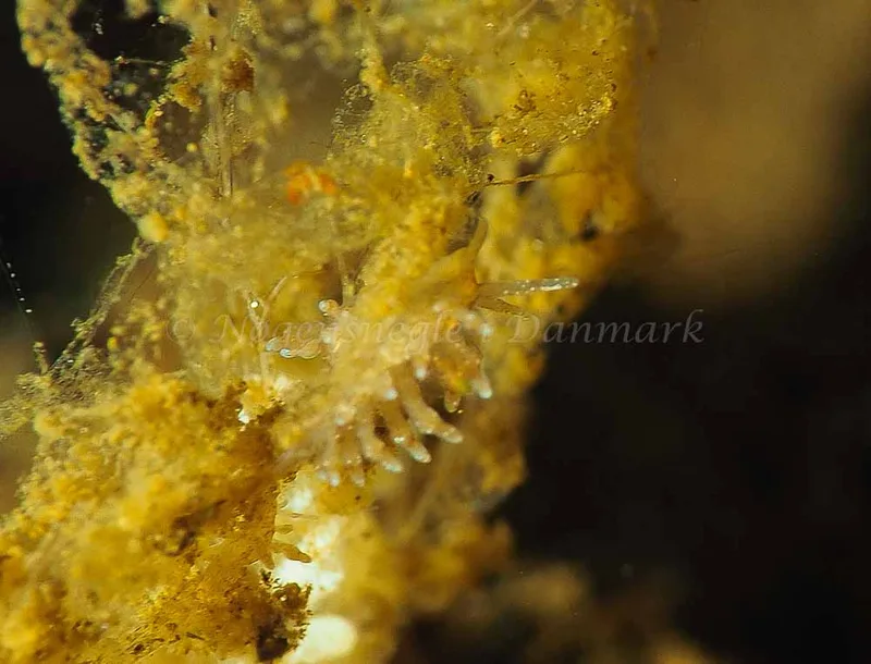 Eubranchus rupium - Kollund Mole - Foto: Jens Egon Jørgensen