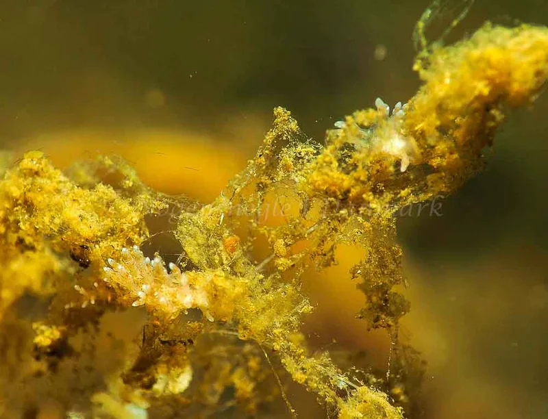 Eubranchus rupium - Kollund Mole - Foto: Jens Egon Jørgensen