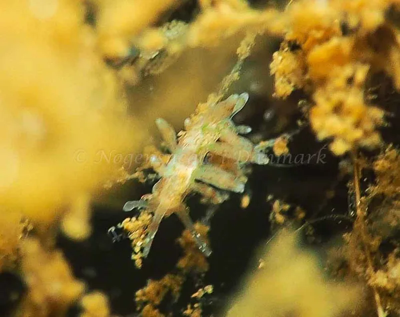 Eubranchus rupium - Kollund Mole - Foto: Jens Egon Jørgensen