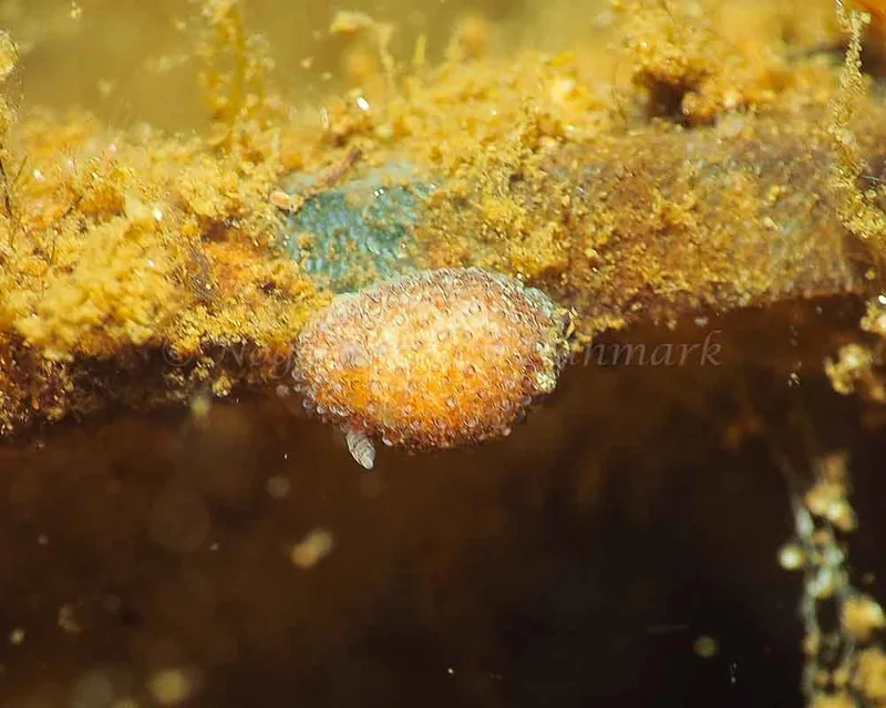 Acanthodoris pilosa - Kollund Mole - Foto: Jens Egon Jørgensen