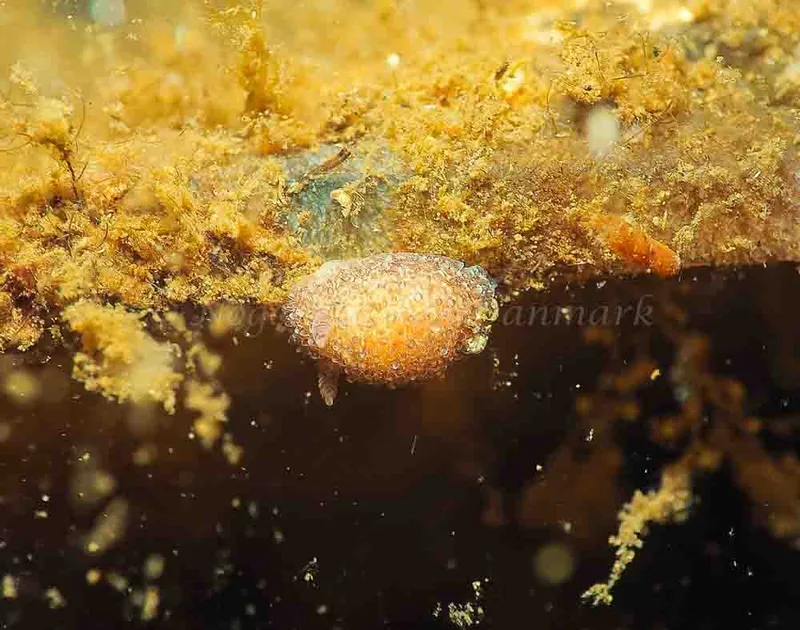 Acanthodoris pilosa - Kollund Mole - Foto: Jens Egon Jørgensen
