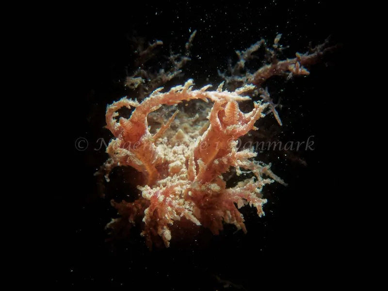 Dendronotus europaeus - Robert S/S (Vrag) - Foto: Kenneth Krull