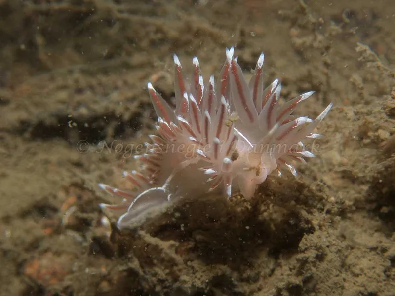 Coryphella lineata - Robert S/S (Vrag) - Foto: Kenneth Krull
