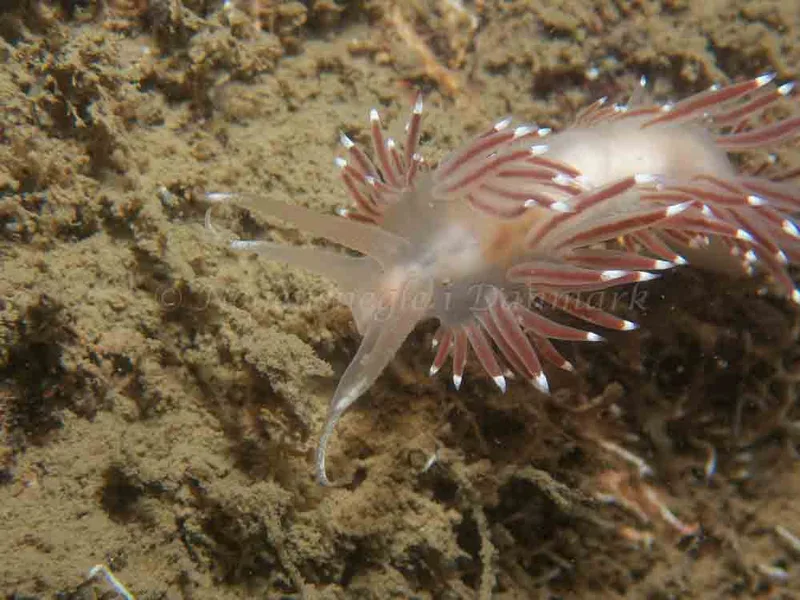 Coryphella verrucosa - Robert S/S (Vrag) - Foto: Kenneth Krull