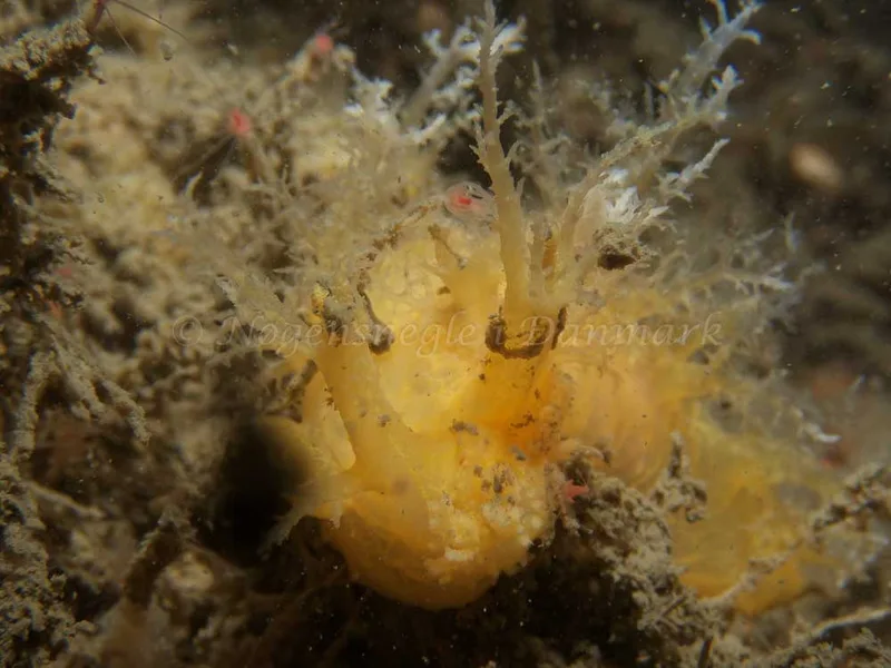 Dendronotus europaeus - Robert S/S (Vrag) - Foto: Kenneth Krull
