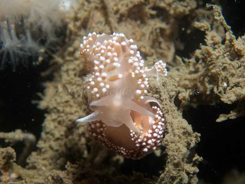 Coryphella verrucosa - Robert S/S (Vrag) - Foto: Kenneth Krull