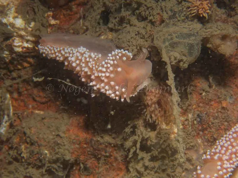 Coryphella verrucosa - Robert S/S (Vrag) - Foto: Kenneth Krull