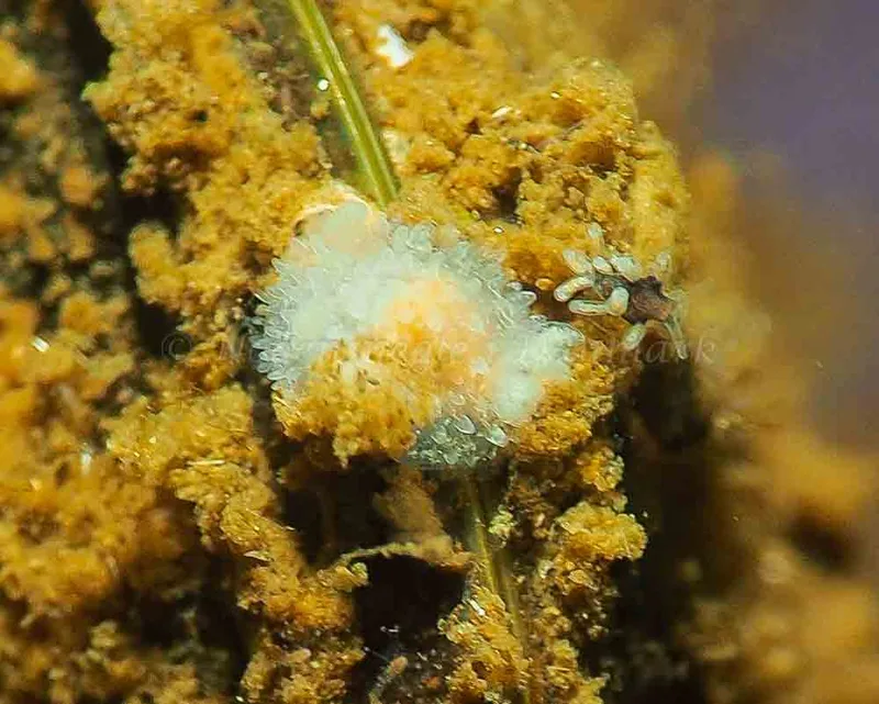 Acanthodoris pilosa - Kollund Lillestrand - Foto: Jens Egon Jørgensen