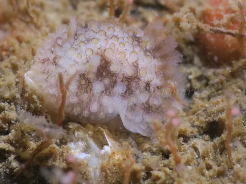 Onchidoris bilamellata - Lyngsbo Strand - Foto: HP Ølgaard