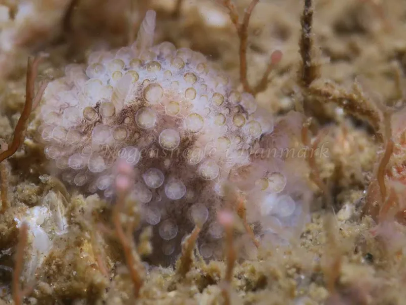 Onchidoris bilamellata - Lyngsbo Strand - Foto: HP Ølgaard