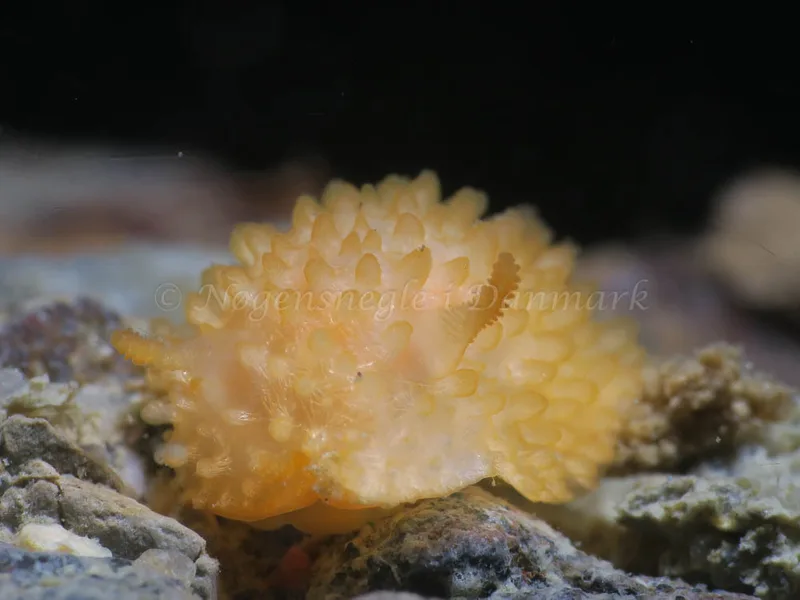 Adalaria proxima - Lyngsbo Strand - Foto: HP Ølgaard