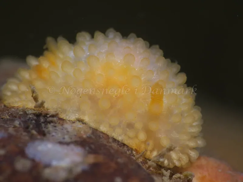 Adalaria proxima - Lyngsbo Strand - Foto: HP Ølgaard