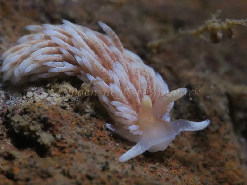 Aeolidiella glauca - Lyngsbo Strand - Foto: HP Ølgaard
