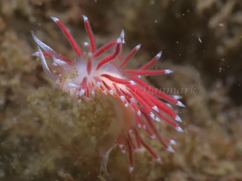 Coryphella gracilis - Lyngsbo Strand - Foto: HP Ølgaard