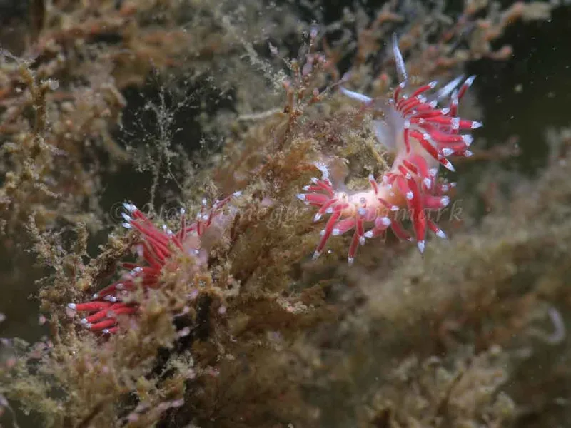 Coryphella gracilis - Lyngsbo Strand - Foto: HP Ølgaard