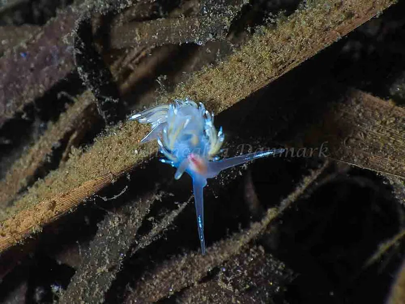 Facelina bostoniensis - Kollund Mole - Foto: Jens Egon Jørgensen